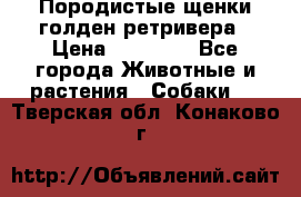 Породистые щенки голден ретривера › Цена ­ 25 000 - Все города Животные и растения » Собаки   . Тверская обл.,Конаково г.